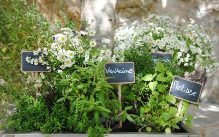 Herbes fraîches pour infusions - Restaurant étoilé Les Terraillers à Biot par Michaël Fulci